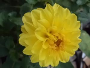 Dahlia billal Dahlias