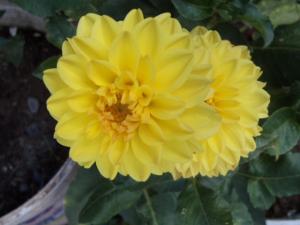 Dahlia billal Dahlias