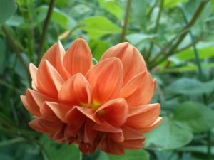 Dahlia billal Dahlias