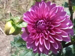 Dahlia billal Dahlias