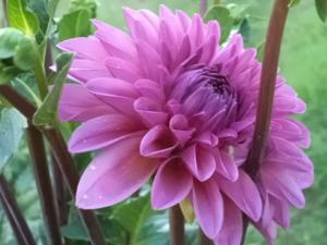 Dahlia billal Dahlias