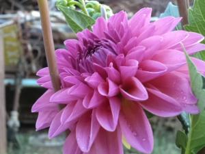 Dahlia billal Dahlias