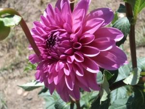 Dahlia billal Dahlias