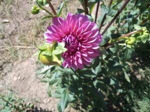 Dahlia billal Dahlias