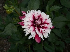 Dahlia billal Dahlias