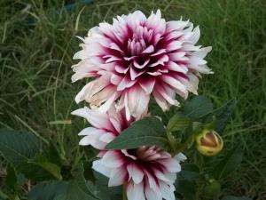 Dahlia billal Dahlias