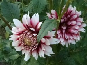 Dahlia billal Dahlias