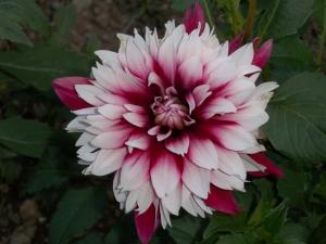 Dahlia billal Dahlias