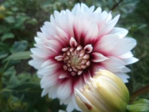 Dahlia billal Dahlias