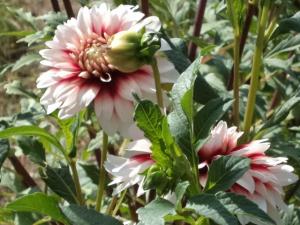 Dahlia billal Dahlias