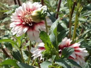 Dahlia billal Dahlias