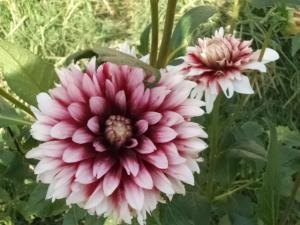 Dahlia billal Dahlias
