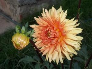 Dahlia billal Dahlias