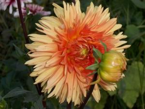 Dahlia billal Dahlias