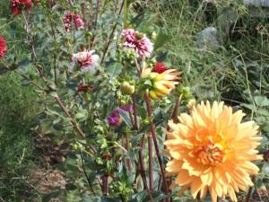 Dahlia billal Dahlias