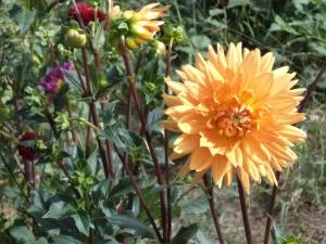 Dahlia billal Dahlias