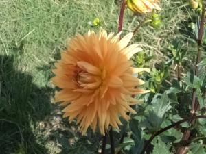 Dahlia billal Dahlias