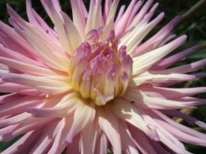Dahlia billal Dahlias