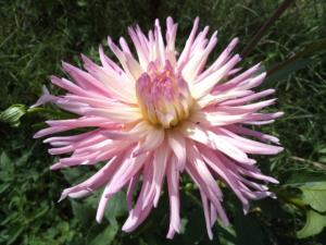Dahlia billal Dahlias