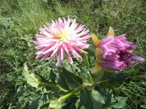 Dahlia billal Dahlias