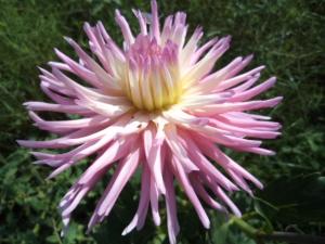 Dahlia billal Dahlias