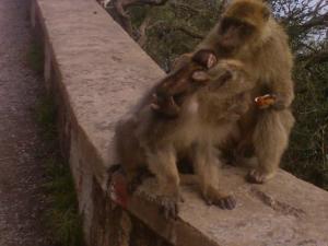 Cap carbon bejaia Animaux
