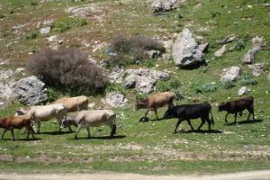 Le village natale Fermes