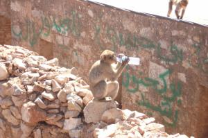 Singe de Gouraya Animaux