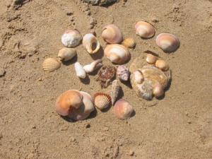 Réunion de coquillages Coquillages
