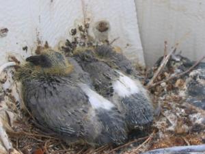 Bébés pigeons Bébés animaux