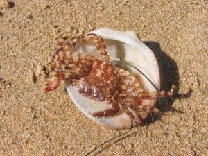 Il en pince pour les crustacés Animaux