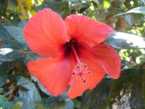 Hibiscus écarlate Hibiscus