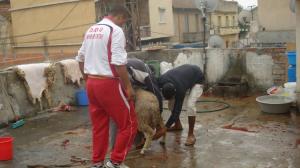 L'aide algérien Actualité