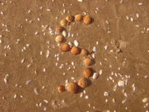 S comme sable Coquillages