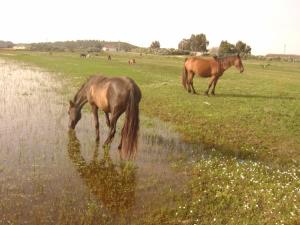 Ami de l'homme Animaux