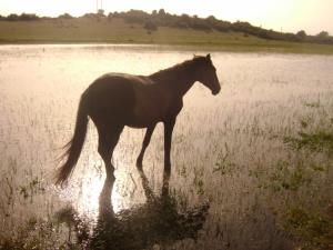 Ami de l'homme Animaux