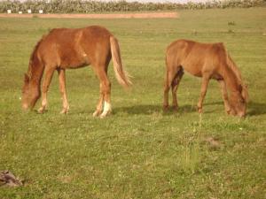 Ami de l'homme Animaux