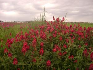 Fleurs de printemps Fleurs et plantes