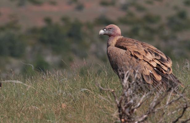 Planète - Pyrénées-Atlantiques: Le corps d'une randonneuse dévoré par des vautours