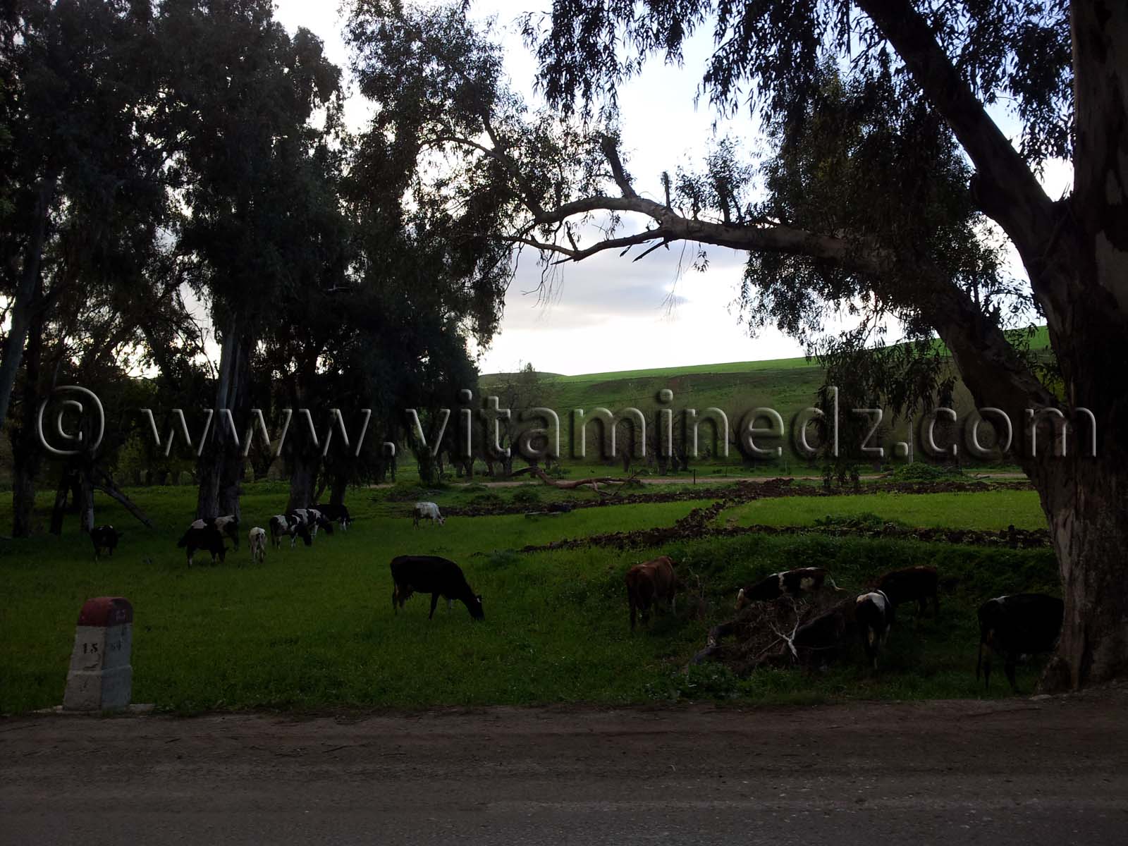 Verdure a El Harouche, Skikda