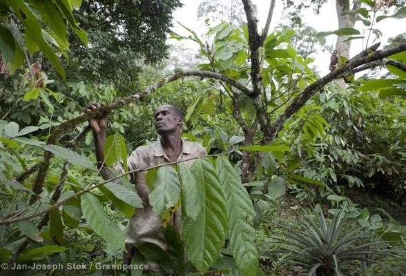 Afrique - Cameroun: Oui, un développement non industriel et non invasif est possible