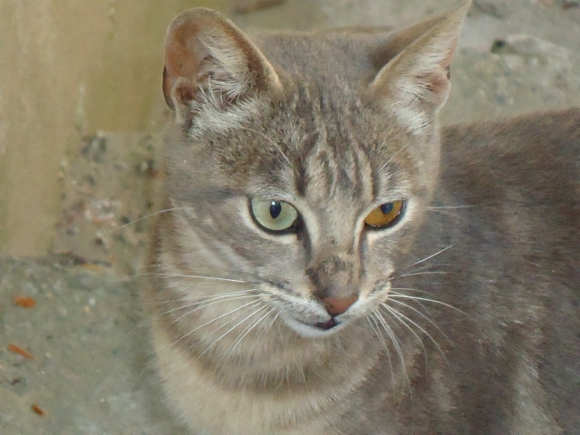 BOUZAREAH Animaux insolites