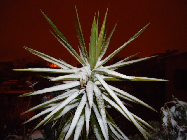 BOUZAREAH Plantes grasses