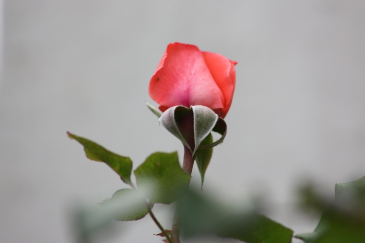 La belle de Mai Roses