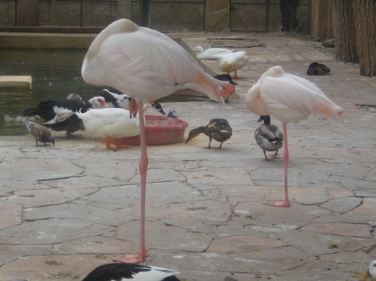 Jardin d'essai Flamants roses