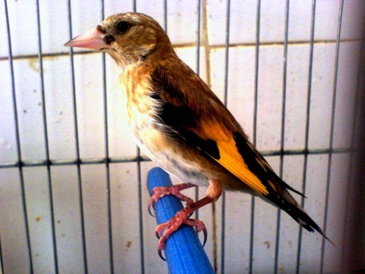 Chardonneret golden2 Animaux