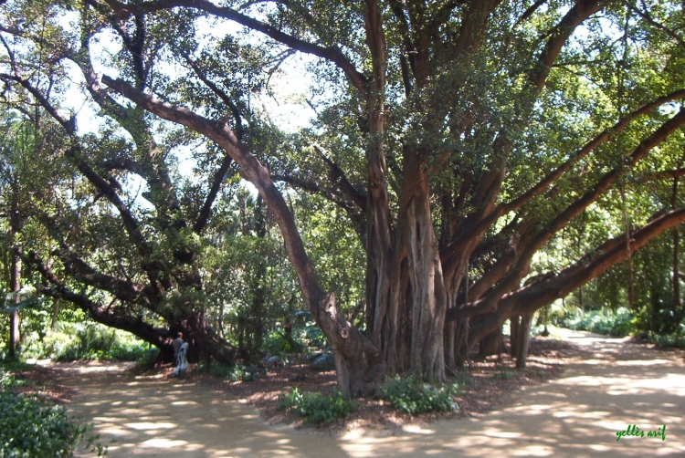 Au Jardin d'Essai Fleurs et plantes
