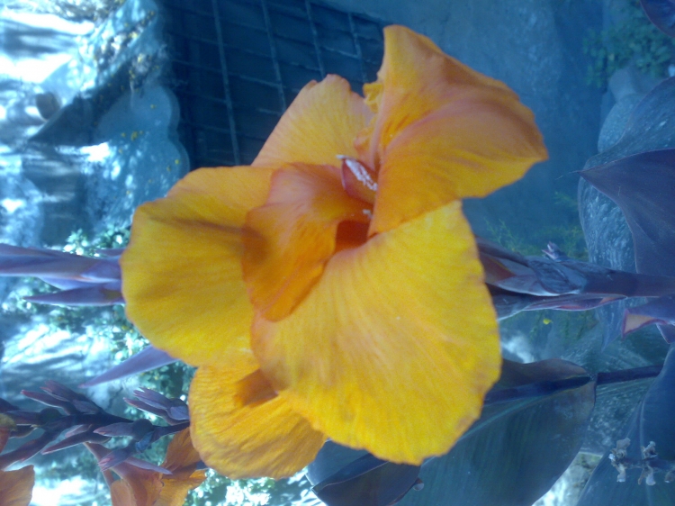 Fleur Fleurs et plantes