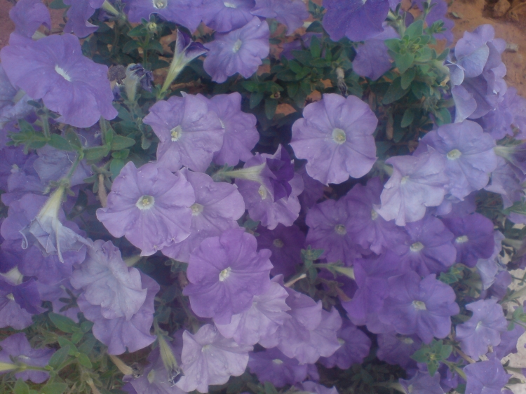 Fleur Fleurs et plantes