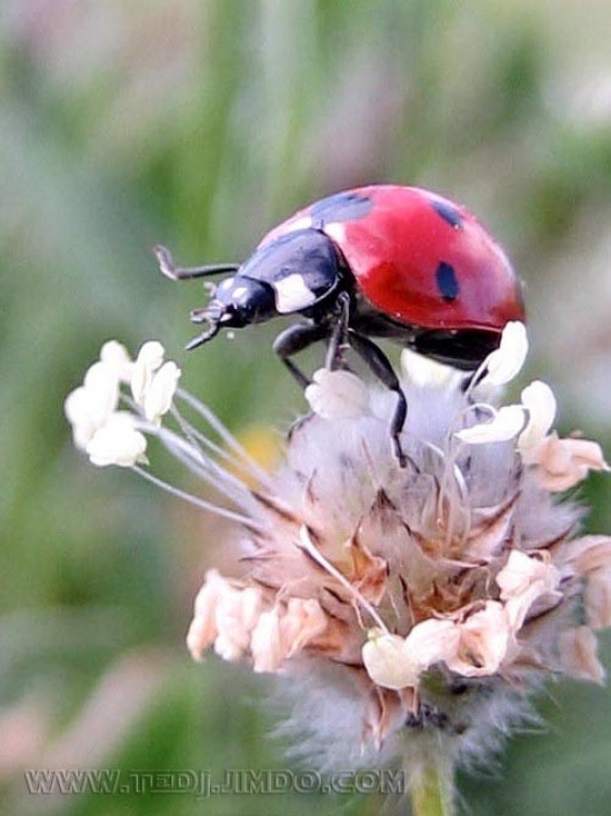 Coccinelle Coccinelles